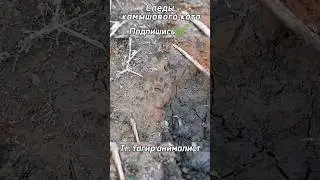 а вы как думаете, чьи следы? #рекомендации #природа #охотасрогаткой #кот #камышовыйкот