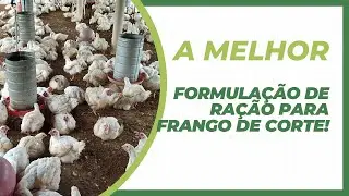 A melhor formulação de ração para 2024