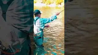 Wading the Middle Fork of the Feather River is a really fun option with Mike Pease! #flyfishing