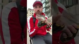 СУДАК! Поймал-отпустил.