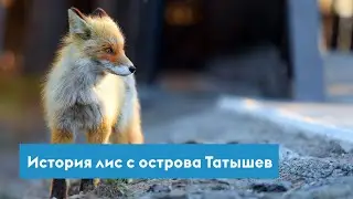 История лис с острова Татышев в Красноярске