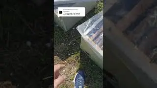 🐝🍯