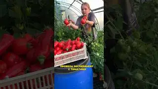 ✅эксперимент с томатами