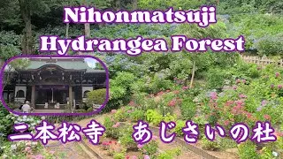 Nihonmatsuji Hydrangea Forest   -   二本松寺　あじさいの杜