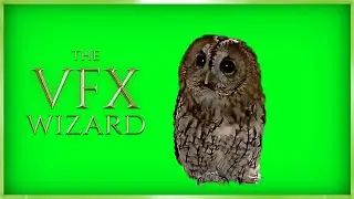 Little Owl ◈ Green Screen FREE VFX ◈ Real Owl Footage Chroma Key