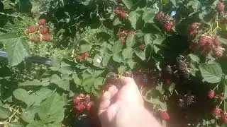 сорт ежевики Небеса могут подождать.