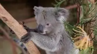 Коала и бабочка