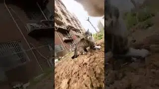 #reels #cat #pov #cats #котики #кот #gopro #action #actioncamera