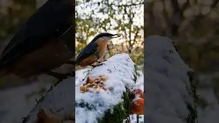 Nature's Feast: Bringing Joy to Birds in the Winter Forest 