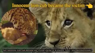 See innocent lion cub became the victim |#wild of Kiratoon Wild | @KiratoonWildStory