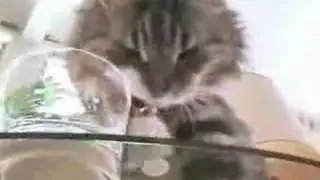 prikoli c zhivotnimi1 WMV V9