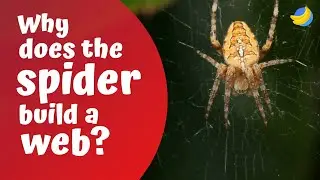 Why does the spider build a web?