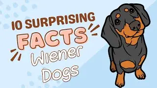 Dachshunds Unleashed: 10 Fascinating Facts from Cloning Pioneers to Racing Champions!