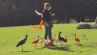 Crowd of colorful birds