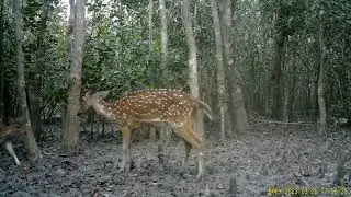 Baby Deer drinking breast Milk Form mother