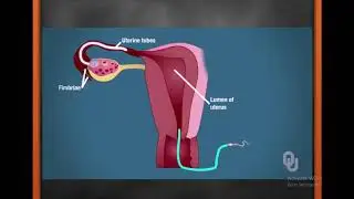 கருக்கட்டல் தொடக்கம் பிறப்பு வரையிலான செயன்முறைகள்