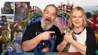 MEET OUR NEW KITTEN | CAT STORYTIME