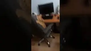 ТИГРА НАПАДАЕТ НА БРАЙНА. 😂
