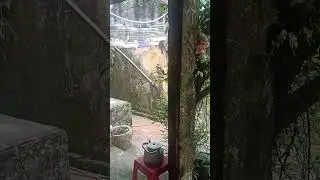 cu gáy giọng thổ âm đồng ngân