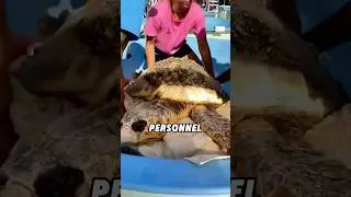 #lovely #animals #cutespets #animallover #cute #fyp #foryou #shortvideo #shorts