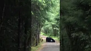 Alaska Black Bear w 3 cubs