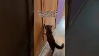 Кот в панике, что делать?? #шортс #жиза