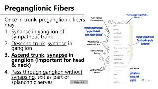 Sympathetic Structure LO2 - M1 Anatomy Learning Objectives