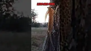 Leopard vs python 