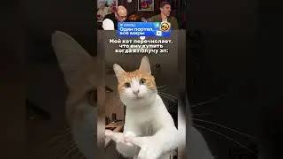 ЗАСМЕЯЛСЯ-ПОДПИСАЛСЯ! Ч.137😂НАГЛЫЙ КОТ!