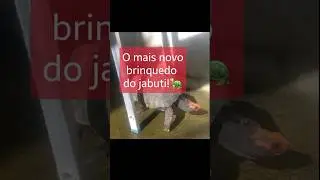 Jabuti brincando!#tartaruga #jabuti #animaisincriveis