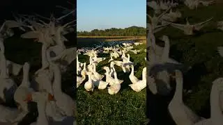 Гуси-лебеди