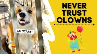 Dog Meets PENNYWISE Clown! 