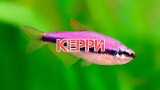 КЕРРИ. СОДЕРЖАНИЕ И РАЗМНОЖЕНИЕ В АКВАРИУМЕ