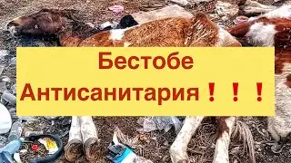 Бестобе. Падеж скота. Срочно принять меры!