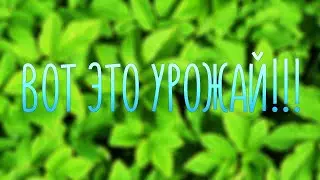 ВОТ ЭТО УРОЖАЙ!!!