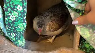 Куры яйцо не скушают