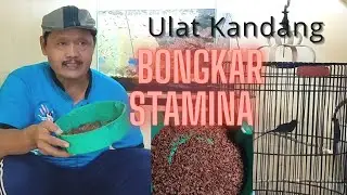SOLUSI MURAI BATU HANYA NGRIWIK DI BERI EF HARIAN ULAT KANDANG ||| Dongkrak Stamina