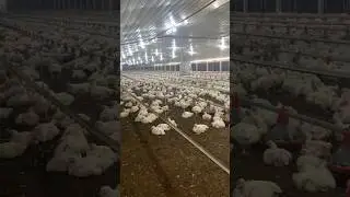 50,000 Pollos De Engorde 🐔❤️ #shortsvideo #farm