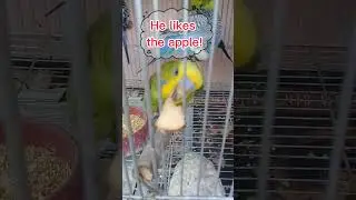 Budgies likes apple too!