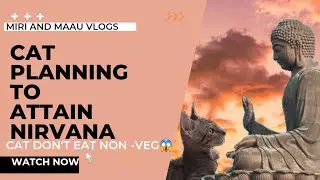 Cat to attain Nirvana ?| Don't eat fish ,meat and chicken 🙀|Is Miri a Monk Cat ?| Miri & Maau Vlogs