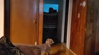 Disappearing trick on Cocker Spaniel and Frenchie... Fail