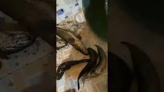 iseng-iseng aja ternyata menyala abang ku