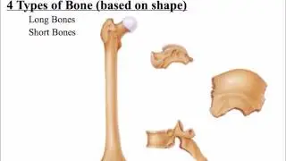 2.   Classification of Bone