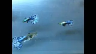 Гуппи голубой орел ООО 