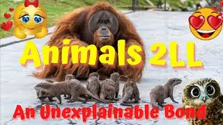 Orangutans and Otters: When the Uncommon Happens ##Animals2LLchannel #loving #OrangutansandOtters 🥰
