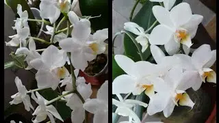 #PHALAENOPSIS