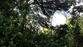 Cuculo