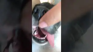 Pulling Out Carrot’s Tongue While Asleep