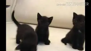 Чит опис...
