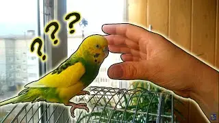 Let me take you. Hand parrot